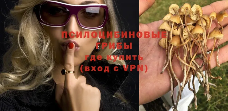 Псилоцибиновые грибы Psilocybe Ефремов